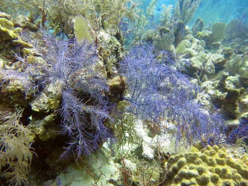 19 Soft Corals IMG_3134.jpg